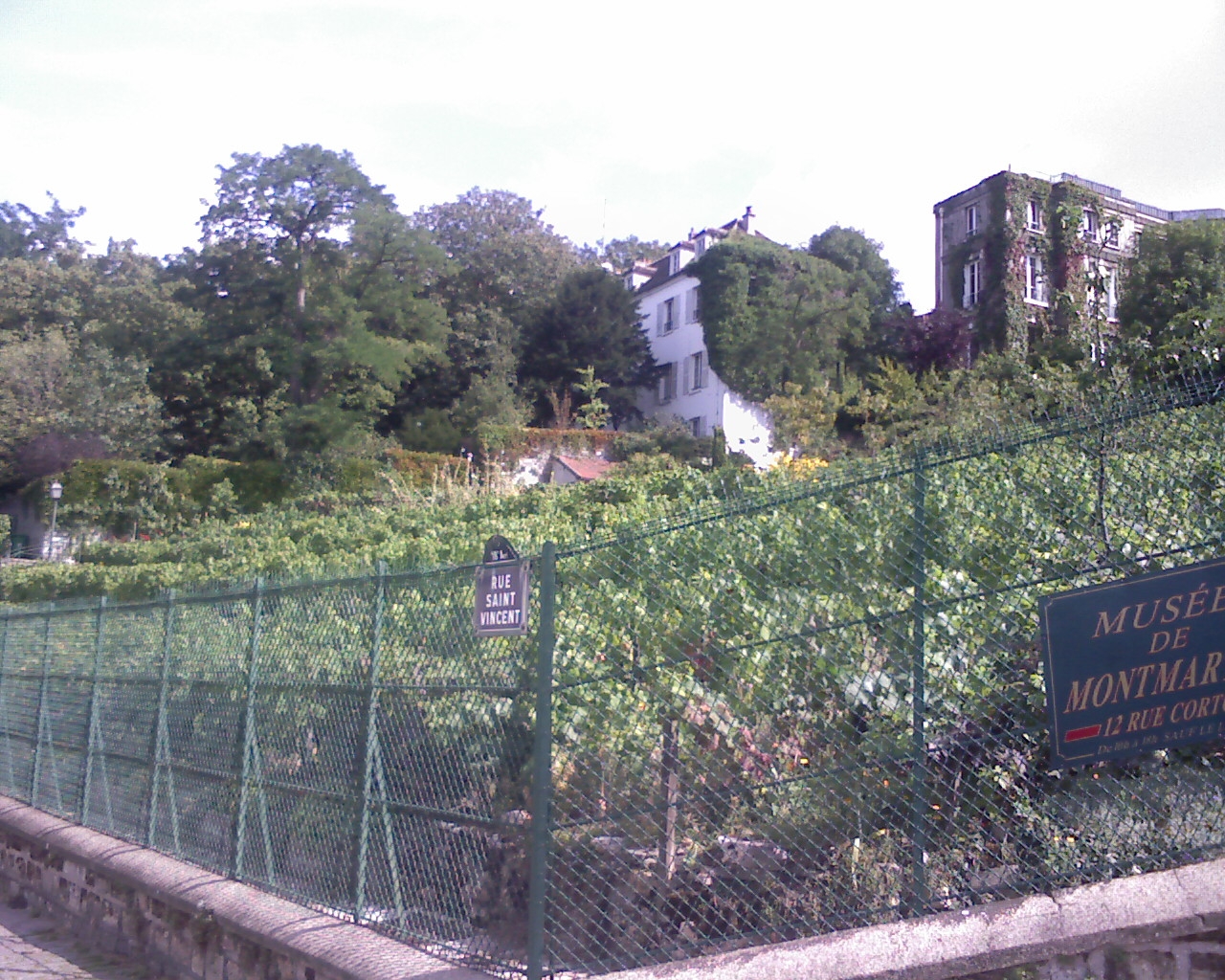 Vue générale des vignes